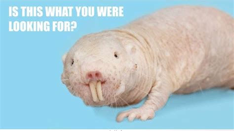 Odd Canadian campaign uses naked mole rat to。